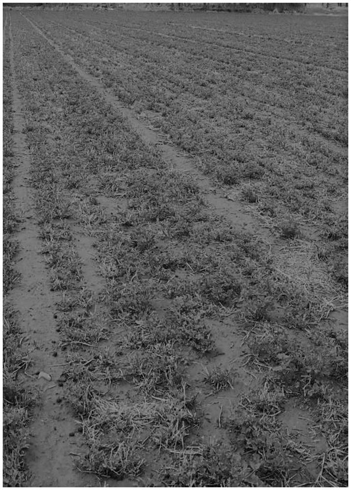Alfalfa planting method adopting full-biodegradable mulching film mulching
