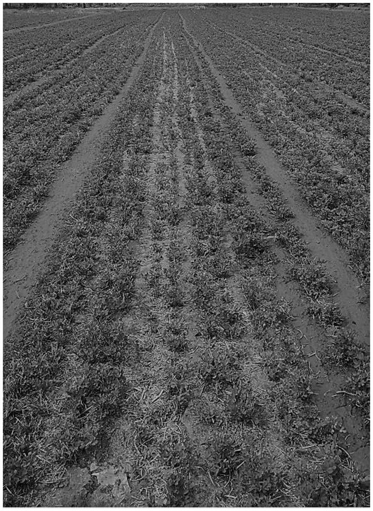 Alfalfa planting method adopting full-biodegradable mulching film mulching