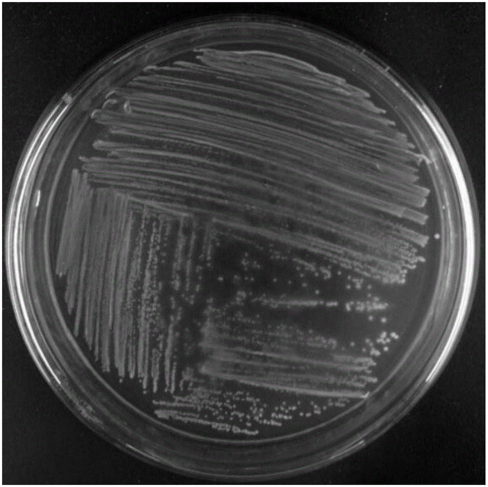 Pediococcus acidilactici and application thereof in kitchen waste