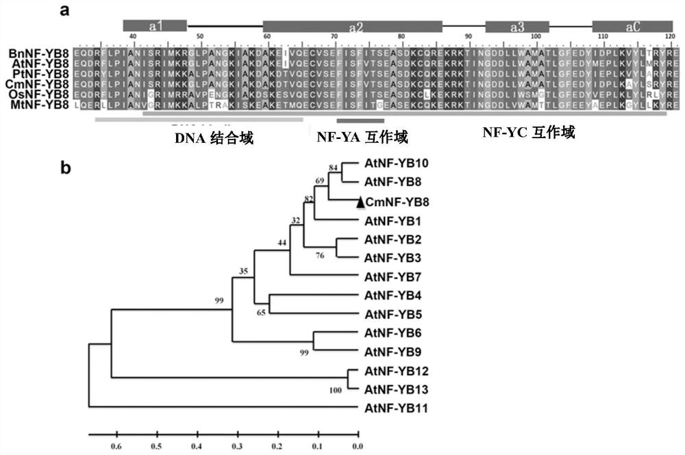 Chrysanthemum nuclear factor cmnf-yb8 and its application in flowering regulation and juvenile leaf number regulation