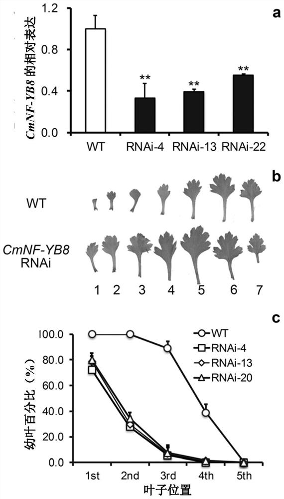 Chrysanthemum nuclear factor cmnf-yb8 and its application in flowering regulation and juvenile leaf number regulation