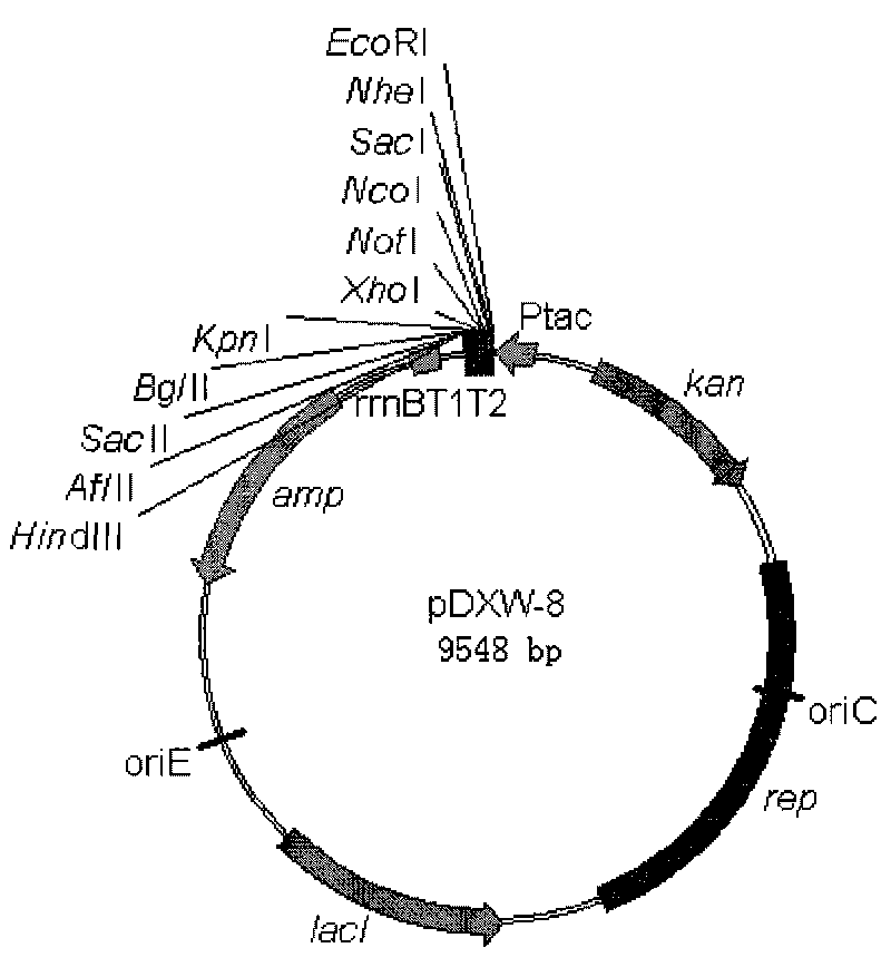 Colibacillus-corynebacterium inducible expression carrier pDXW-8 and building method thereof