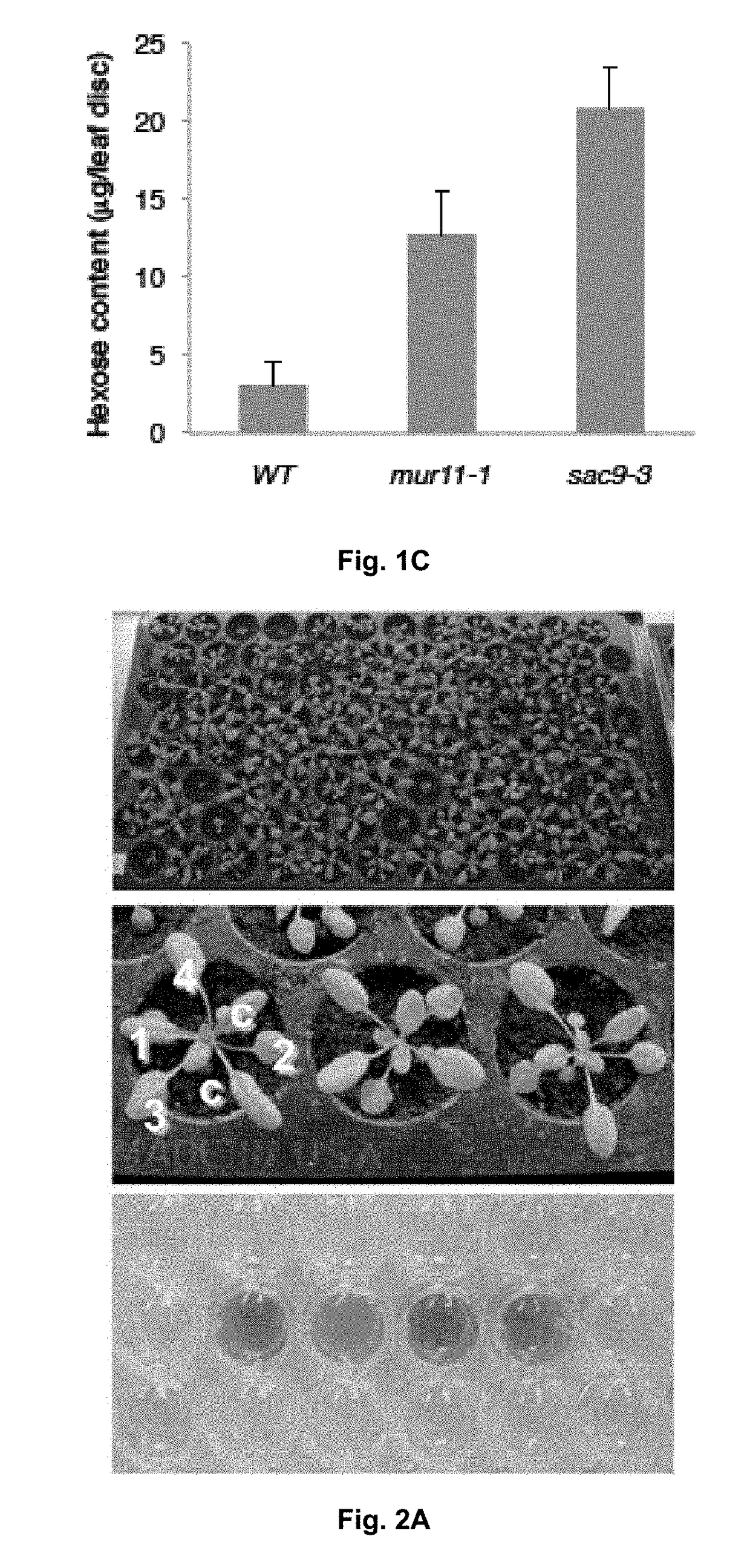 Compositions, methods, and plant genes for the improved production of fermentable sugars for biofuel production