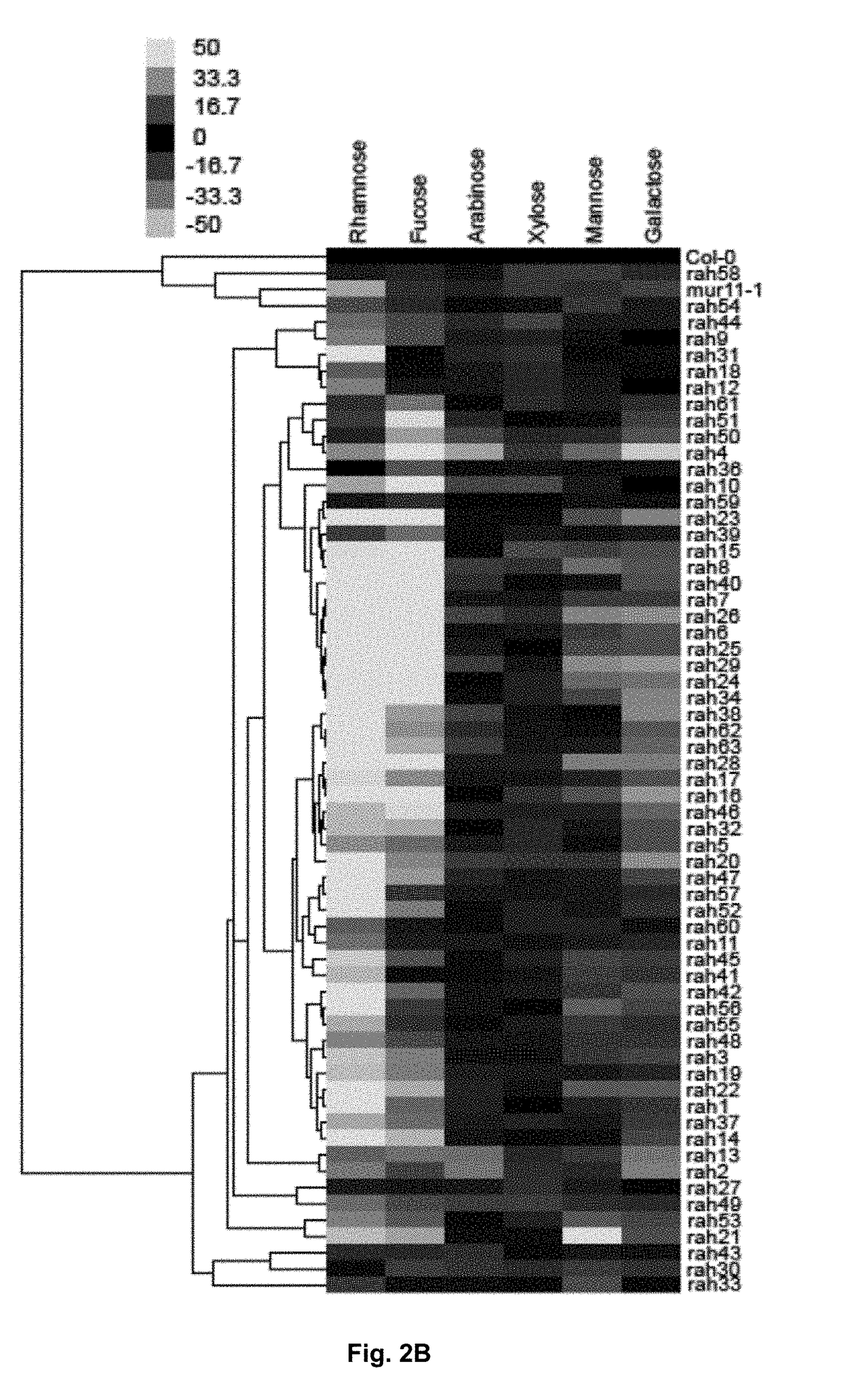 Compositions, methods, and plant genes for the improved production of fermentable sugars for biofuel production