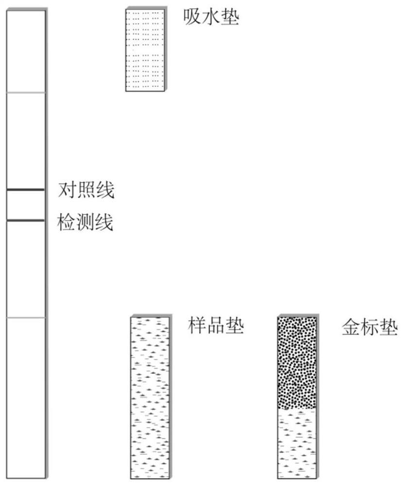 Kit and method for detecting myositis and myasthenia gravis autoantibodies in human body fluid