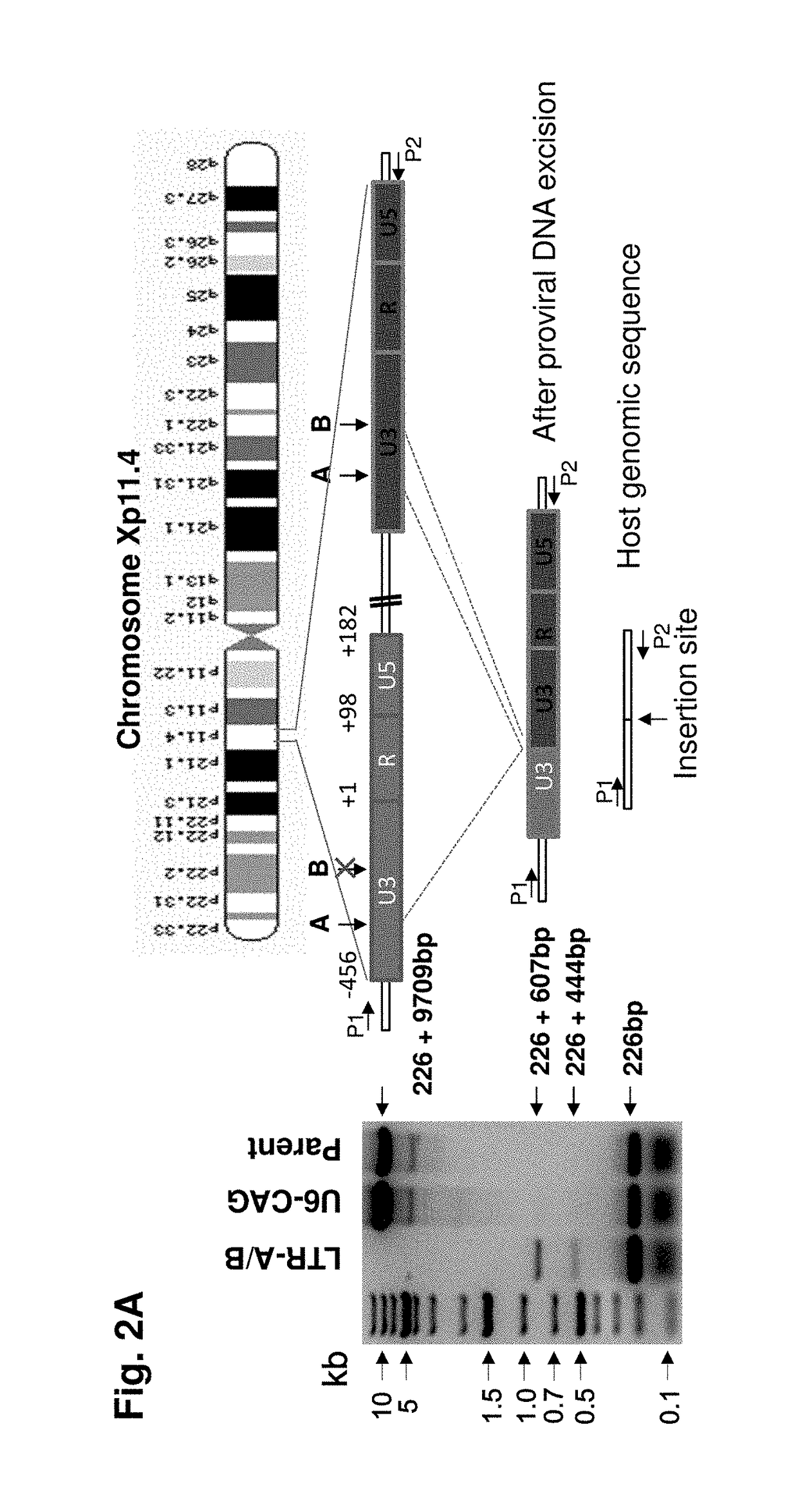 Methods and compositions for RNA-guided treatment of HIV infection