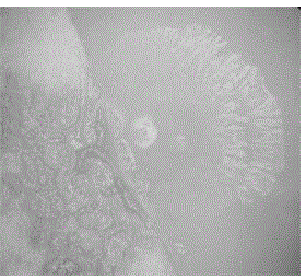 Sorangiumcellulosum strain and application thereof to synthesis of epothilone