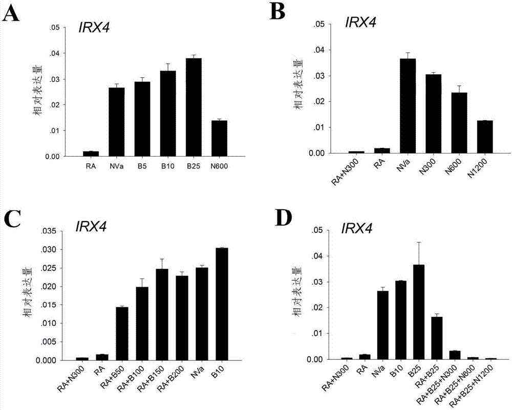 Method for differentiating as ventricular muscle cells by in-vitro induced pluripotent stem cells