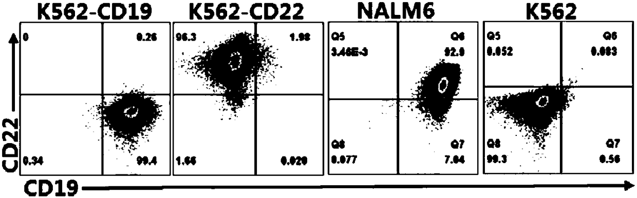 Target CD19 and CD22 chimeric antigen receptor and application thereof
