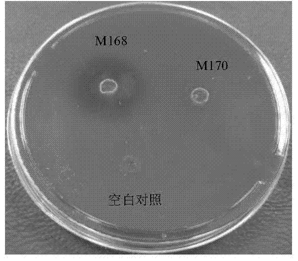 A live attenuated vaccine of fish gill rot pathogen Flavobacter johnii and its construction method