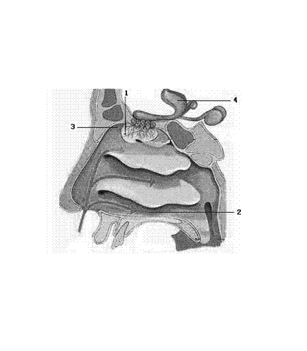 Double-nasal cavity continuous nasal administration device