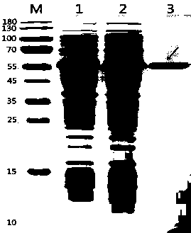 Genetically engineered lysin with function of killing staphylococcus, as well as preparation method and application thereof