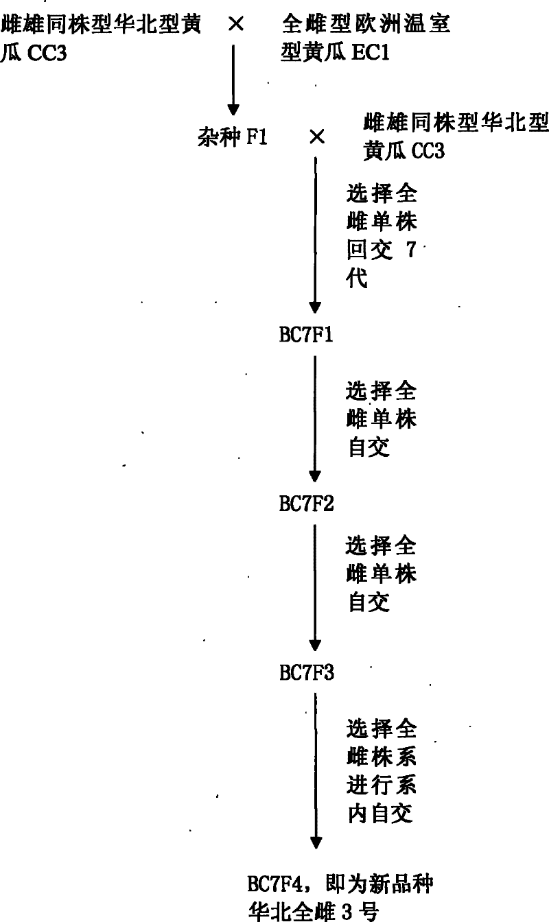 Culture and application of No.3 North China hologynic cucumber of hologynic North China type cucumbers