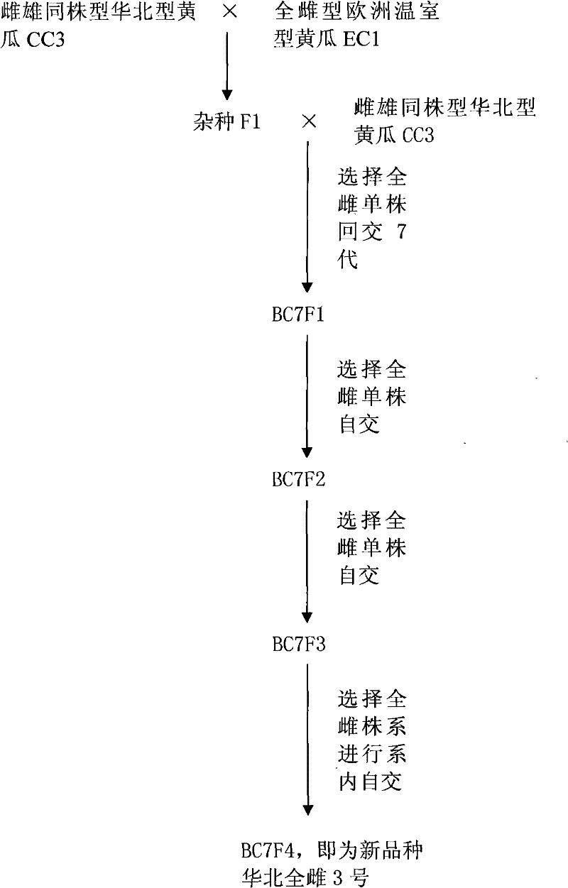 Culture and application of No.3 North China hologynic cucumber of hologynic North China type cucumbers