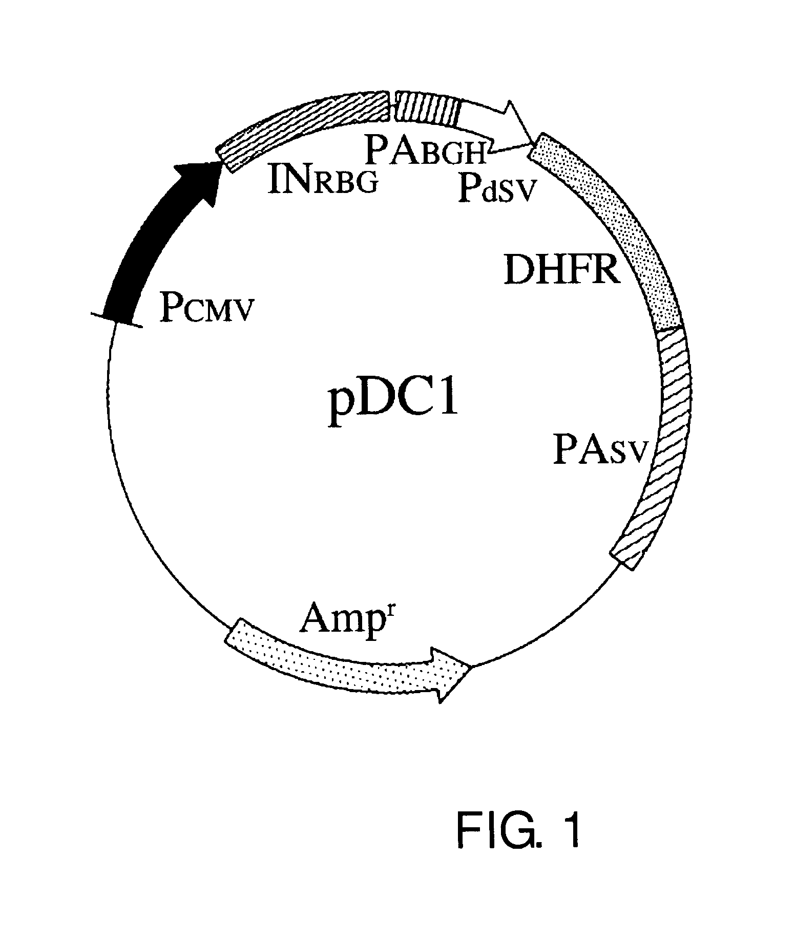 Expression vector for producing protein derived from foreign gene in large quantity using animal cells, and use thereof