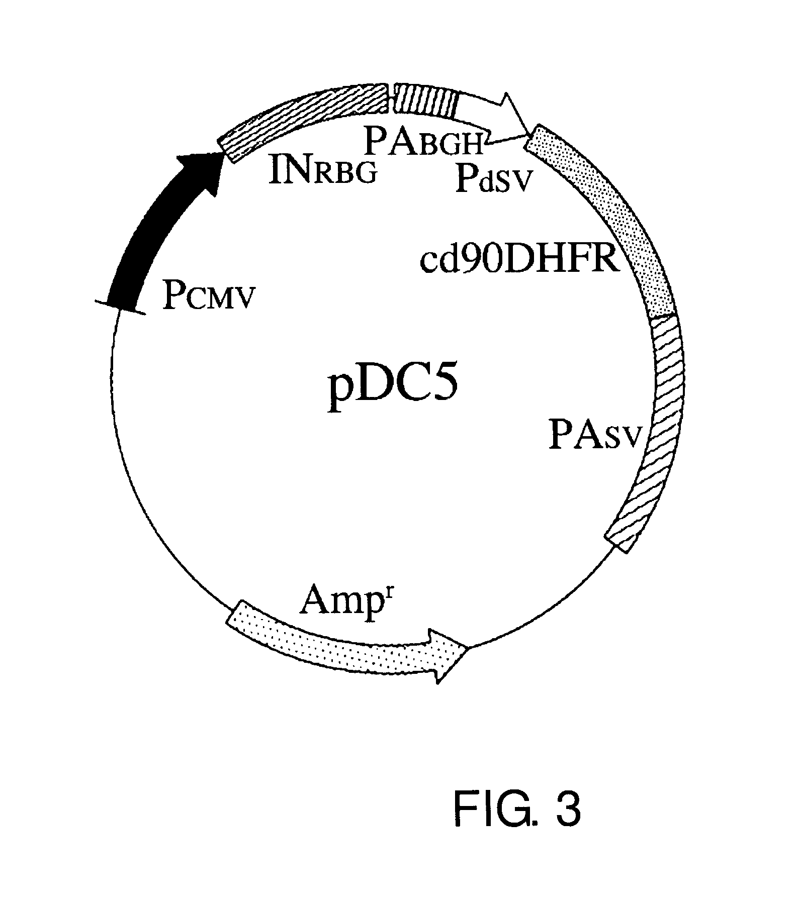 Expression vector for producing protein derived from foreign gene in large quantity using animal cells, and use thereof