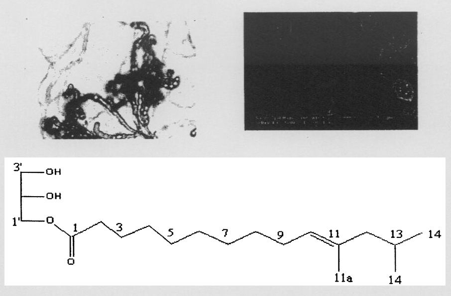 A insecticide and its application