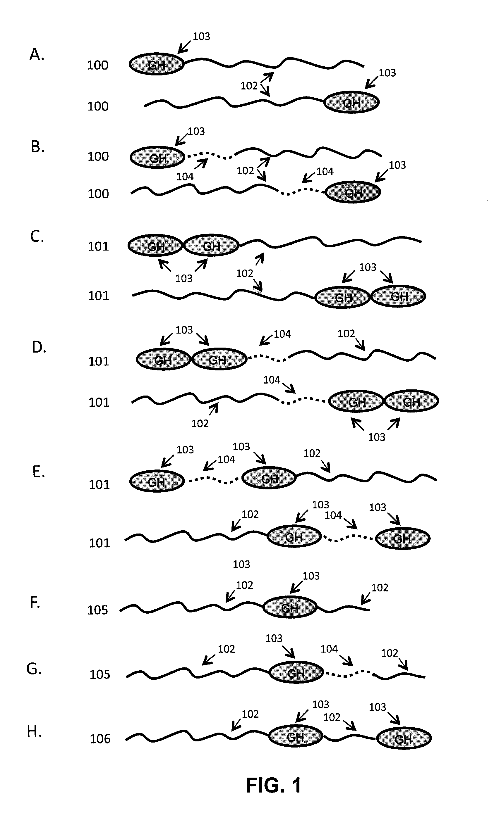 Growth hormone polypeptides and methods of making and using same