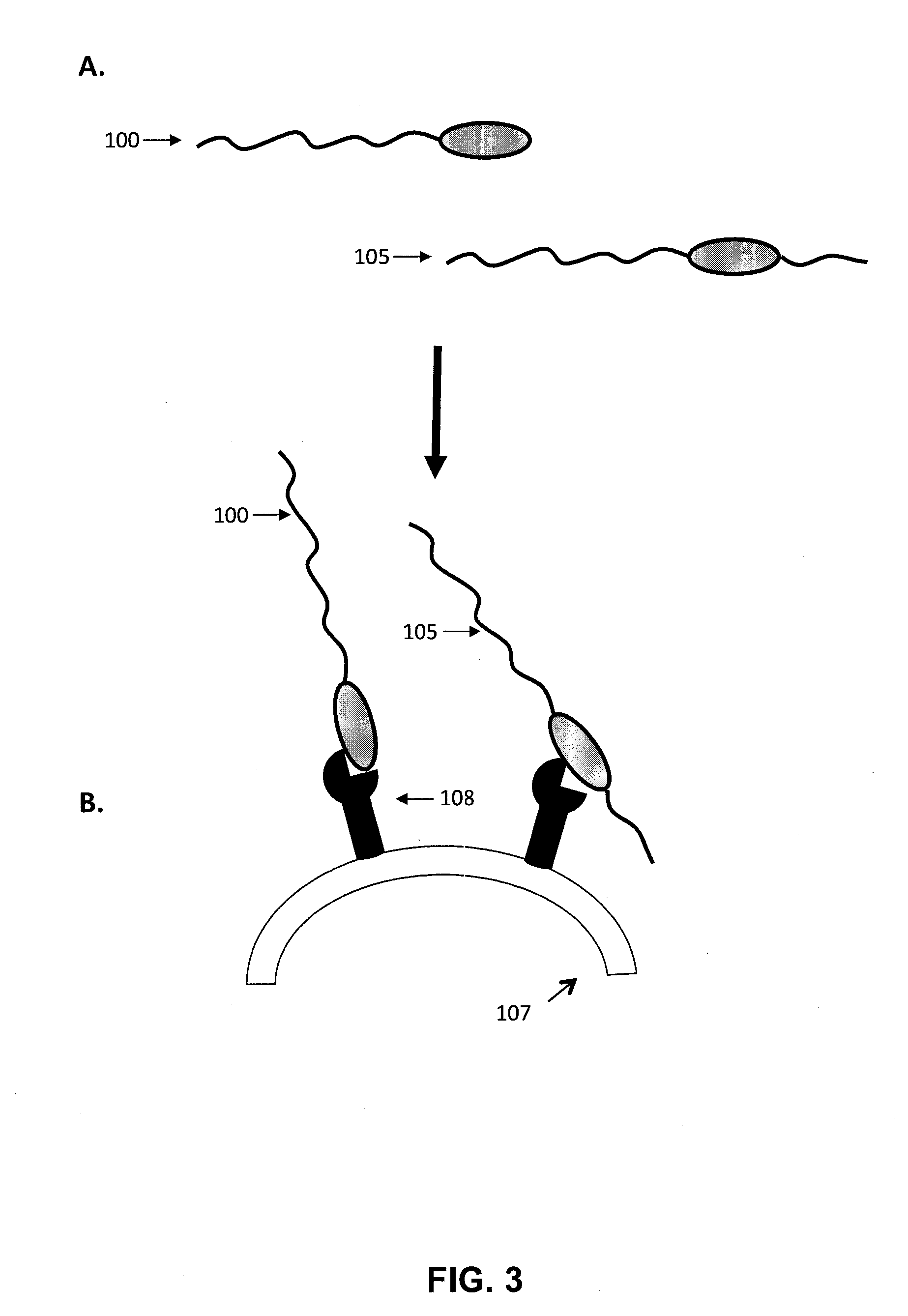 Growth hormone polypeptides and methods of making and using same