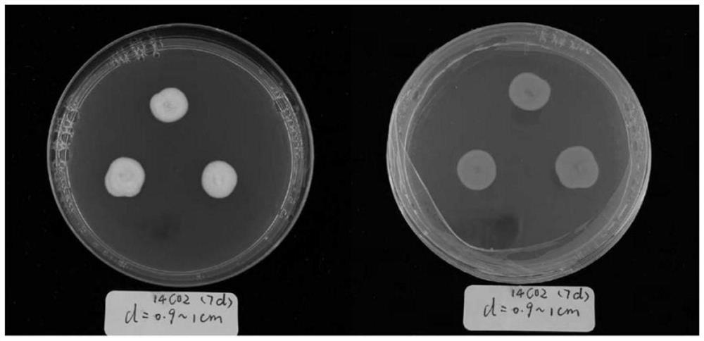 Fungus capable of producing fragrant substances