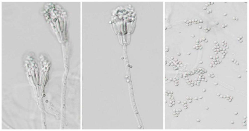 Fungus capable of producing fragrant substances