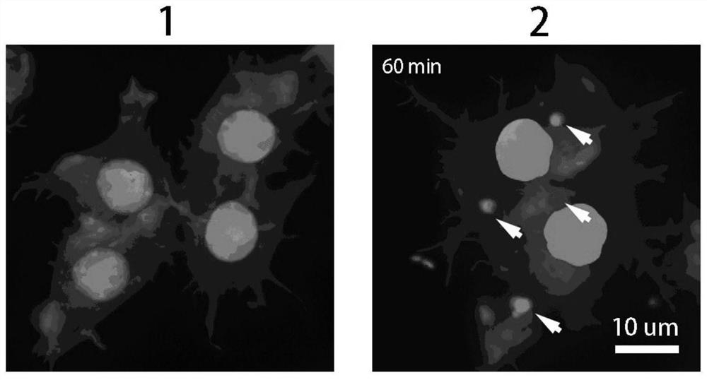 Mononuclear cell or macrophage loaded with attenuated salmonella as well as preparation method and application of mononuclear cell or macrophage