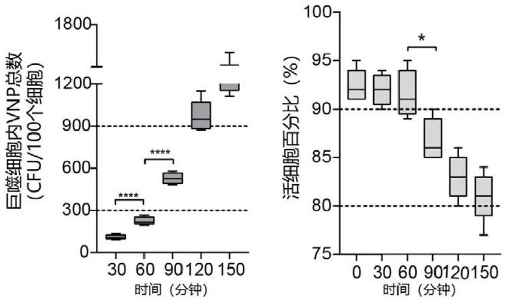 Mononuclear cell or macrophage loaded with attenuated salmonella as well as preparation method and application of mononuclear cell or macrophage