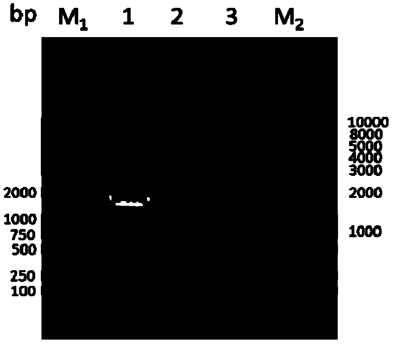 Novel fructosidase as well as encoding gene and applications thereof