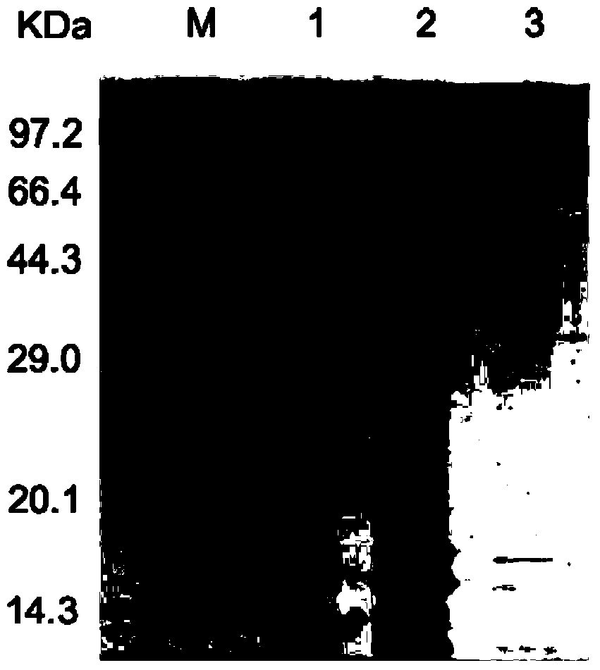 Novel fructosidase as well as encoding gene and applications thereof