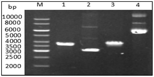 Novel method for gene assembly using improved CRISPR-Cpf1
