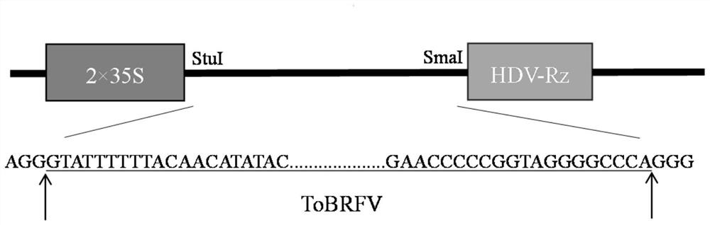Infectious cloning vector of tomato brown wrinkle fruit virus and construction method and application thereof