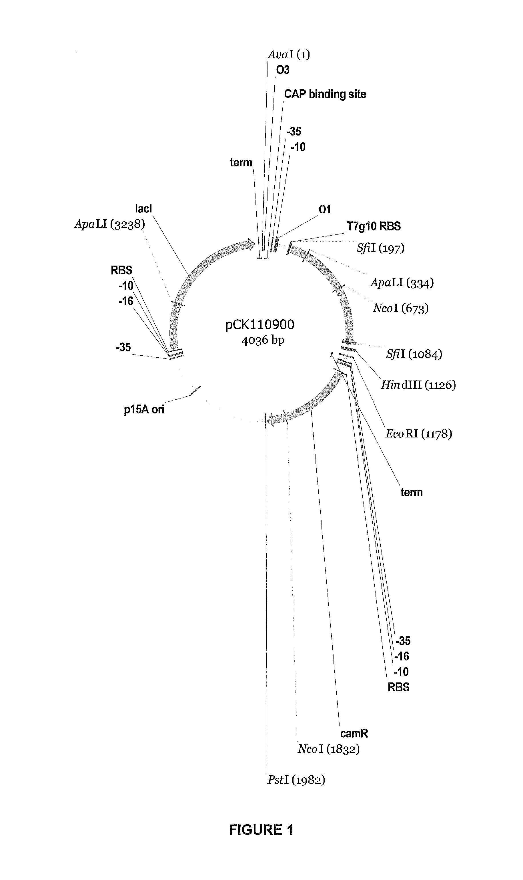 Beta-glucosidase variant enzymes and related polynucleotides