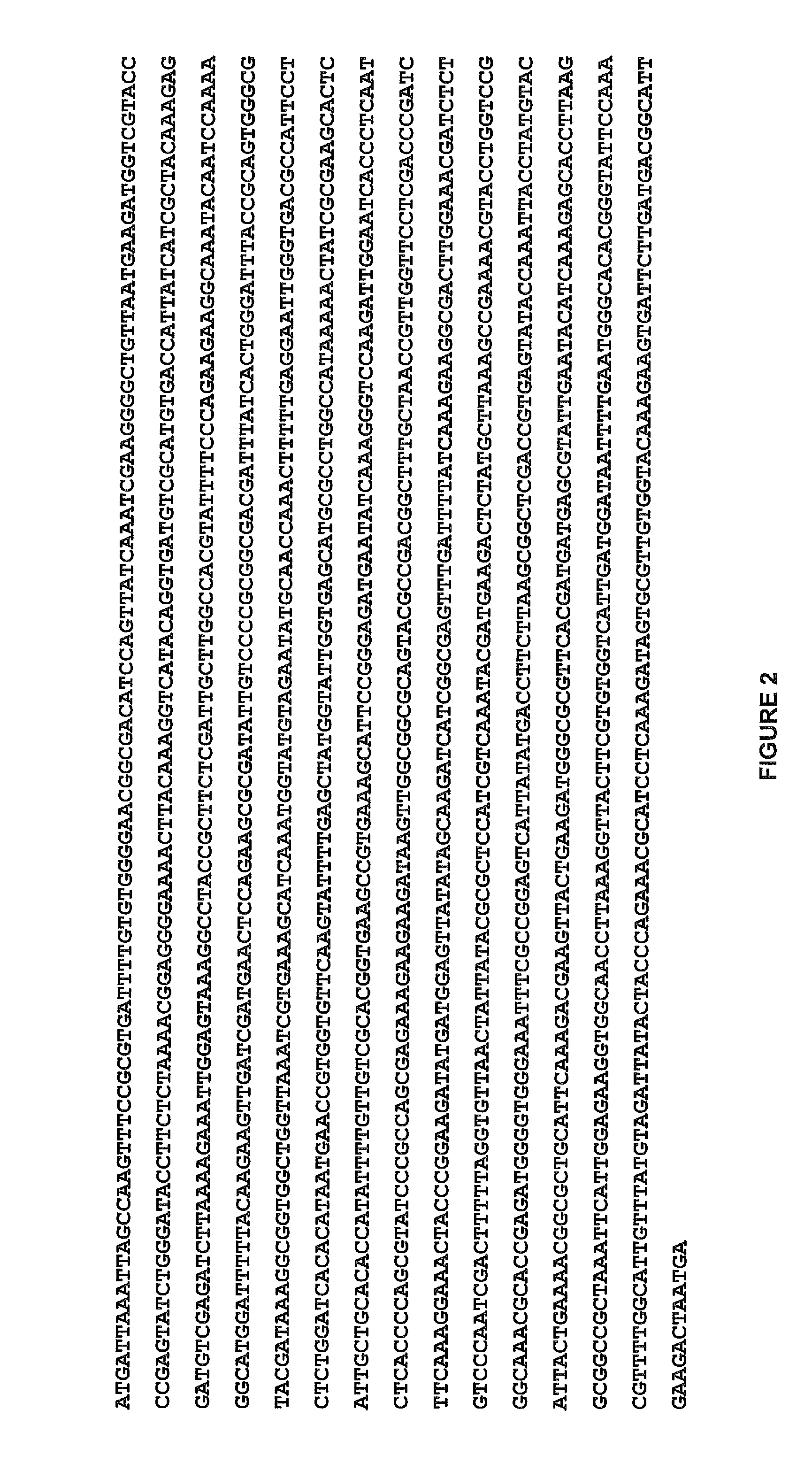 Beta-glucosidase variant enzymes and related polynucleotides