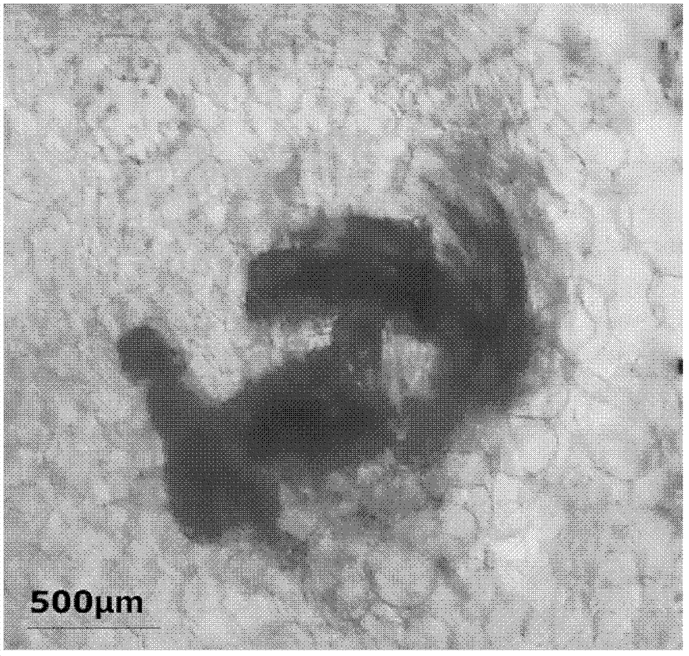 Isolated culture and plant regeneration method of silver chain