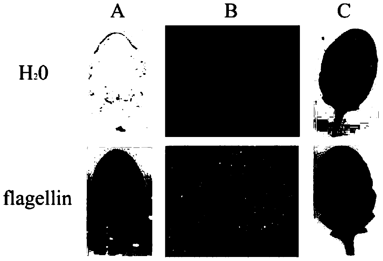 Pseudomonas aeruginosa flagellin for improving disease resistance of plants as well as coding gene and application of pseudomonas aeruginosa flagellin