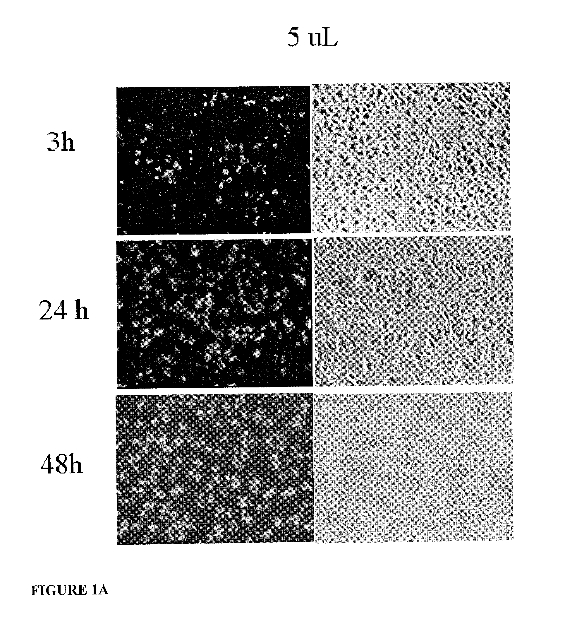 System for delivering therapeutic agents into living cells and cells nuclei