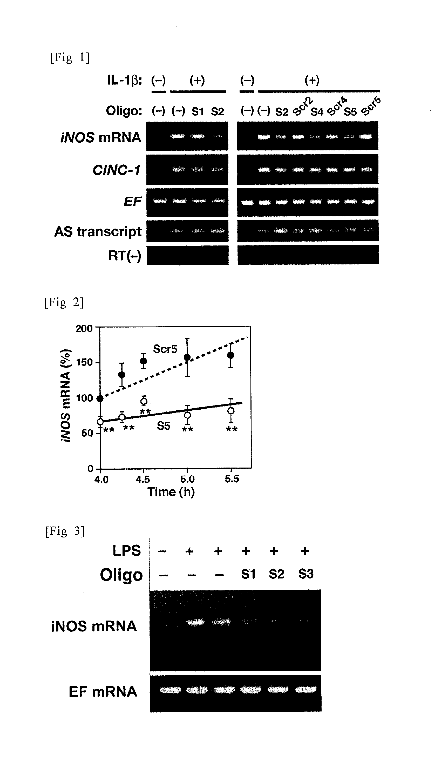 Sense oligonucleotide capable of controlling the expression of inos and composition comprising the same