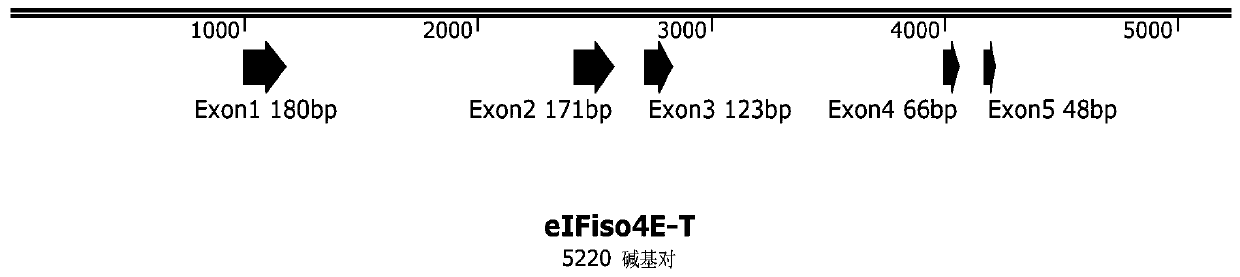 Tobacco eIFiso4E-T mutant and application thereof in cultivation of tobacco resisting potato virus Y