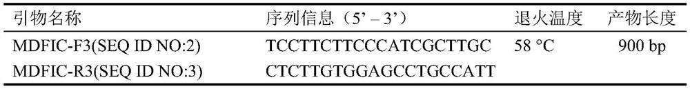 SNP (Single Nucleotide Polymorphism) molecular marker related to chicken carcass traits and application thereof