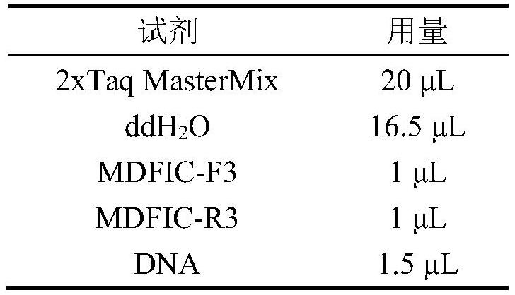 SNP (Single Nucleotide Polymorphism) molecular marker related to chicken carcass traits and application thereof