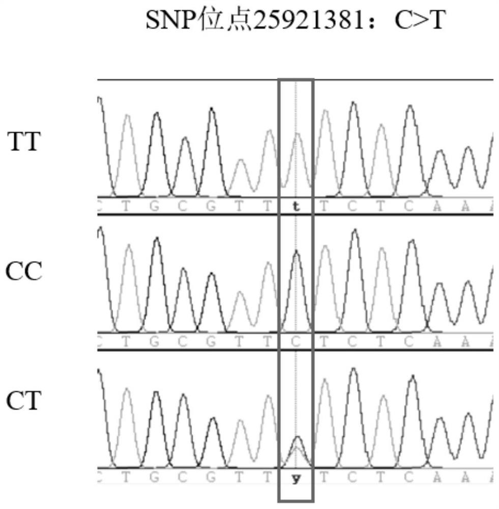 SNP (Single Nucleotide Polymorphism) molecular marker related to chicken carcass traits and application thereof