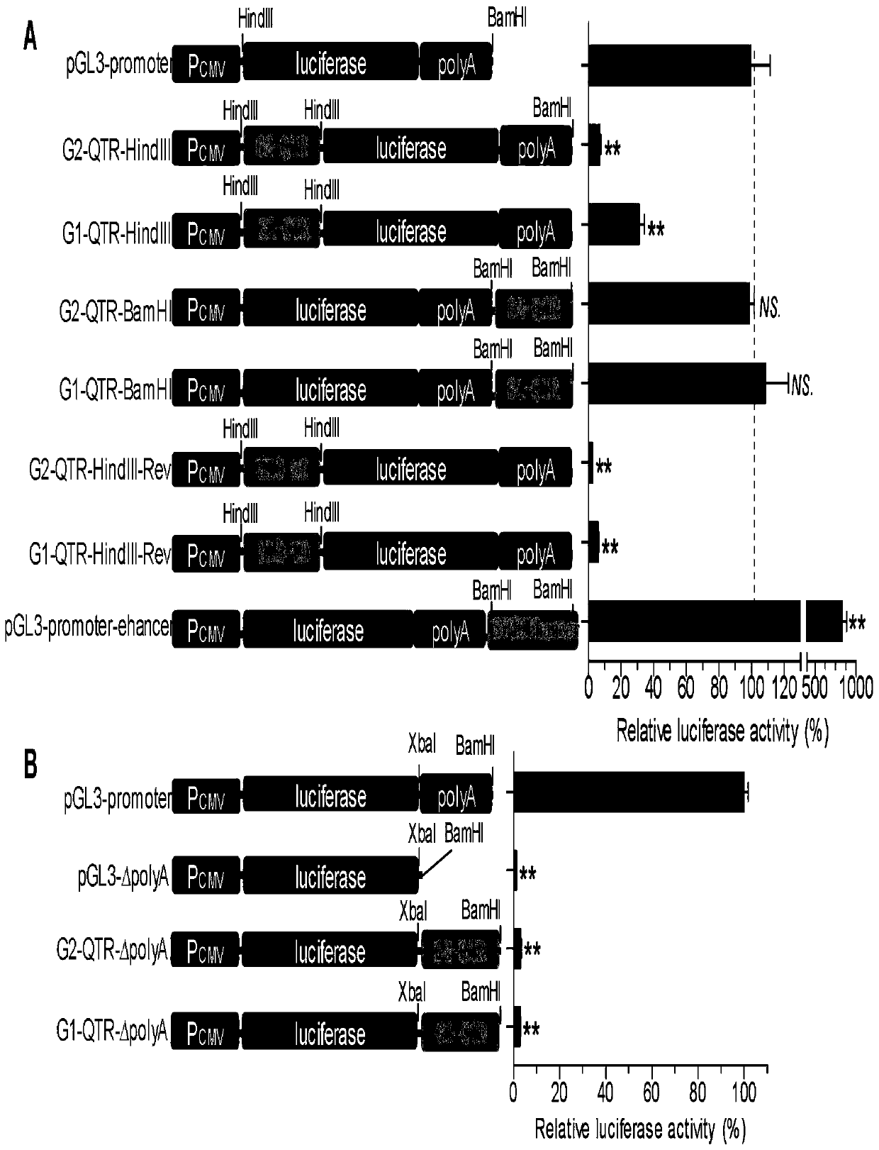 Duck circovirus tandem repeated sequence and application thereof