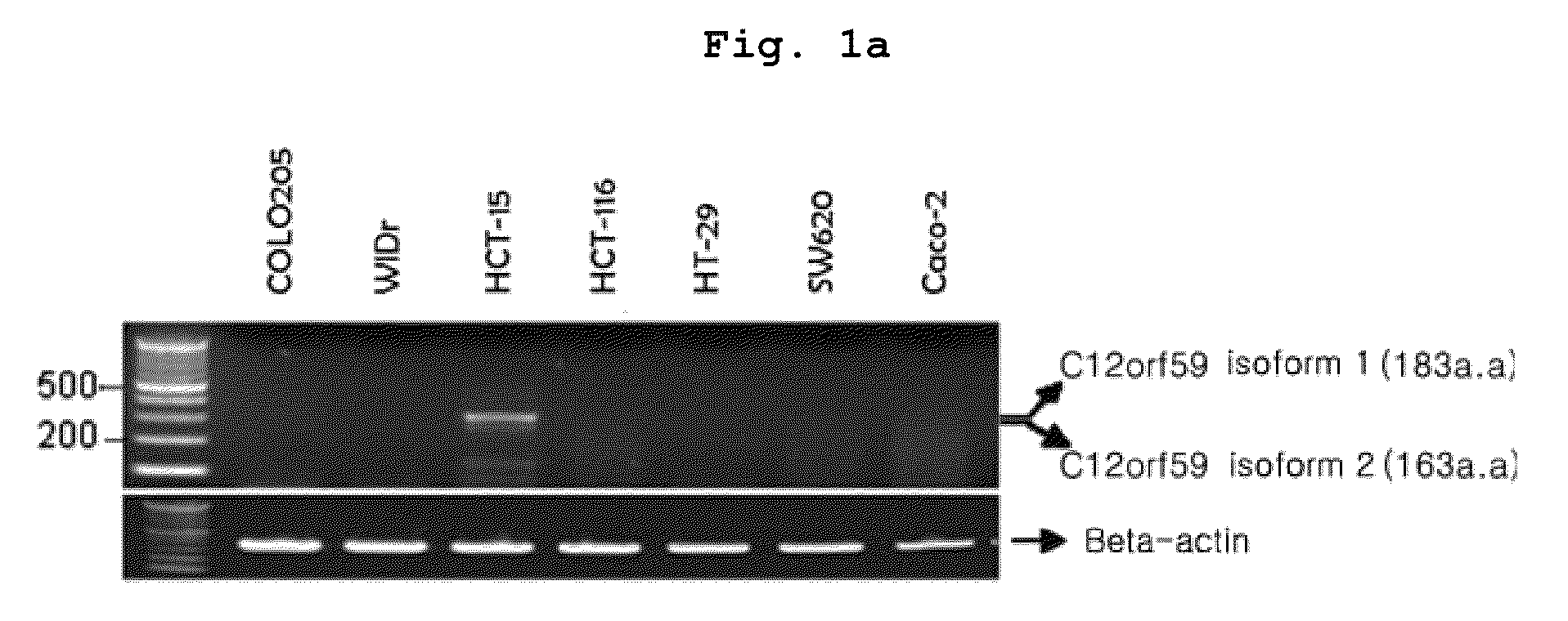 Method of treating cancer with a composition containing a C12ORF59 protein