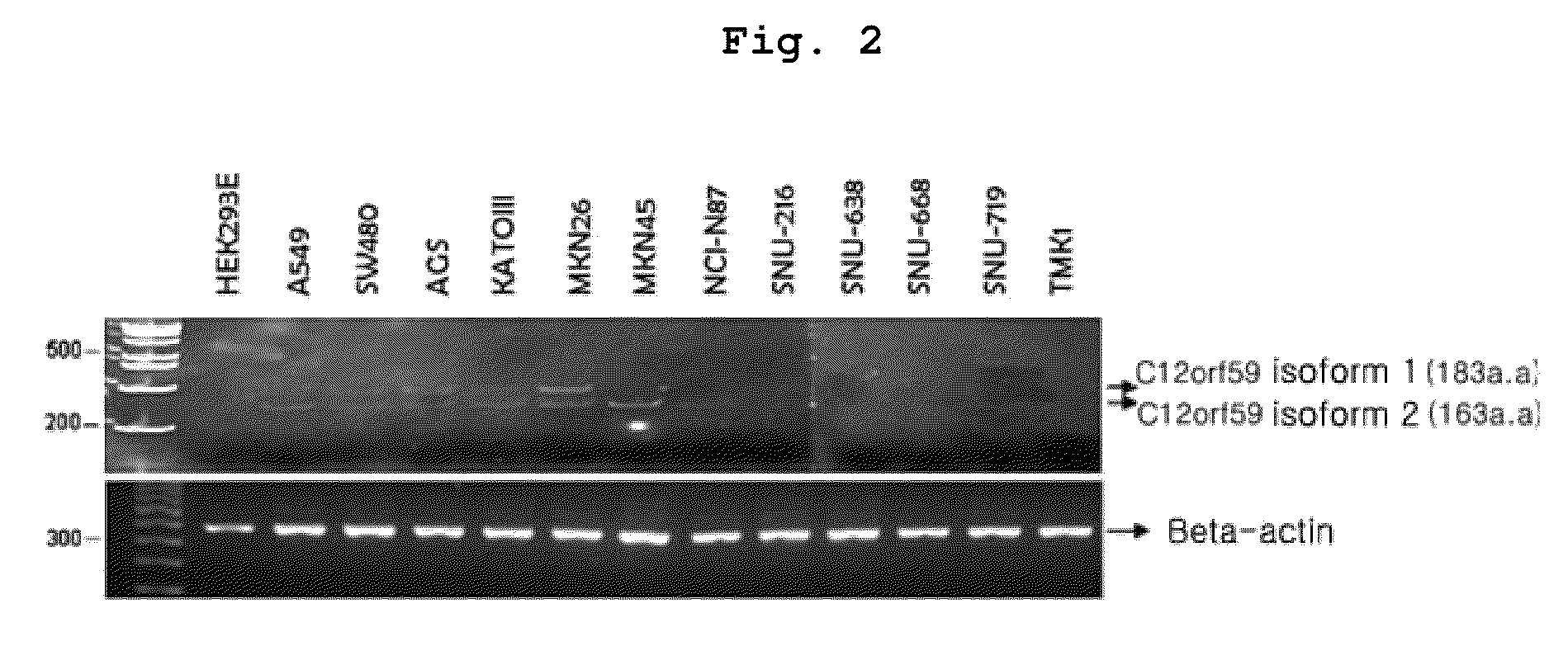 Method of treating cancer with a composition containing a C12ORF59 protein