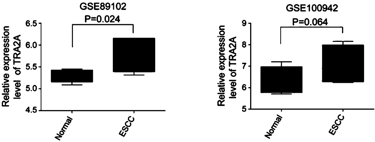 Esophageal cancer prognosis biological marker and detection method and application thereof