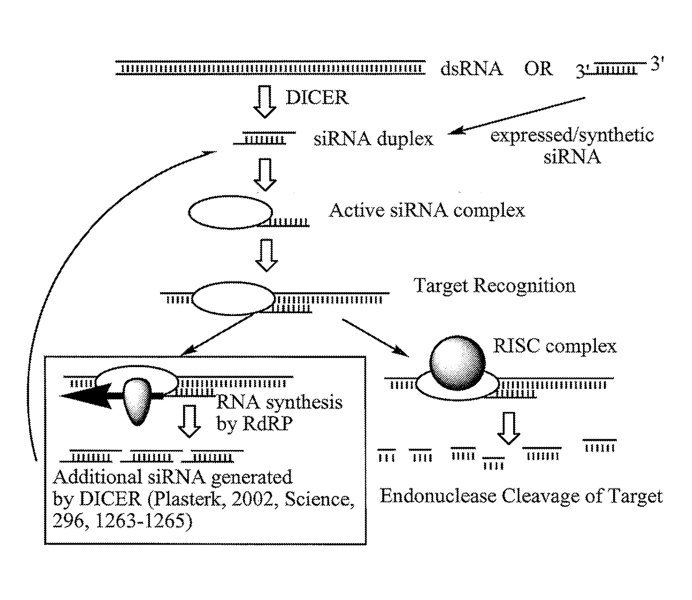 RNA Interference Mediated Inhibition of Apoptosis Signal-Regulating Kinase 1 (ASK1) Gene Expression Using Short Interfering Nucleic Acid (siNA)