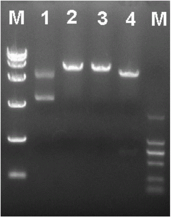 Duck plague virus (DPV) UL13 intercepted recombinant protein and polyclonal antibody, preparation method and application thereof
