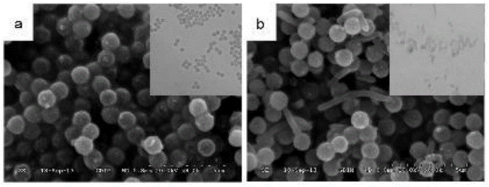 Immunomagnetic bead and method for rapidly detecting Shewanella oneidensis
