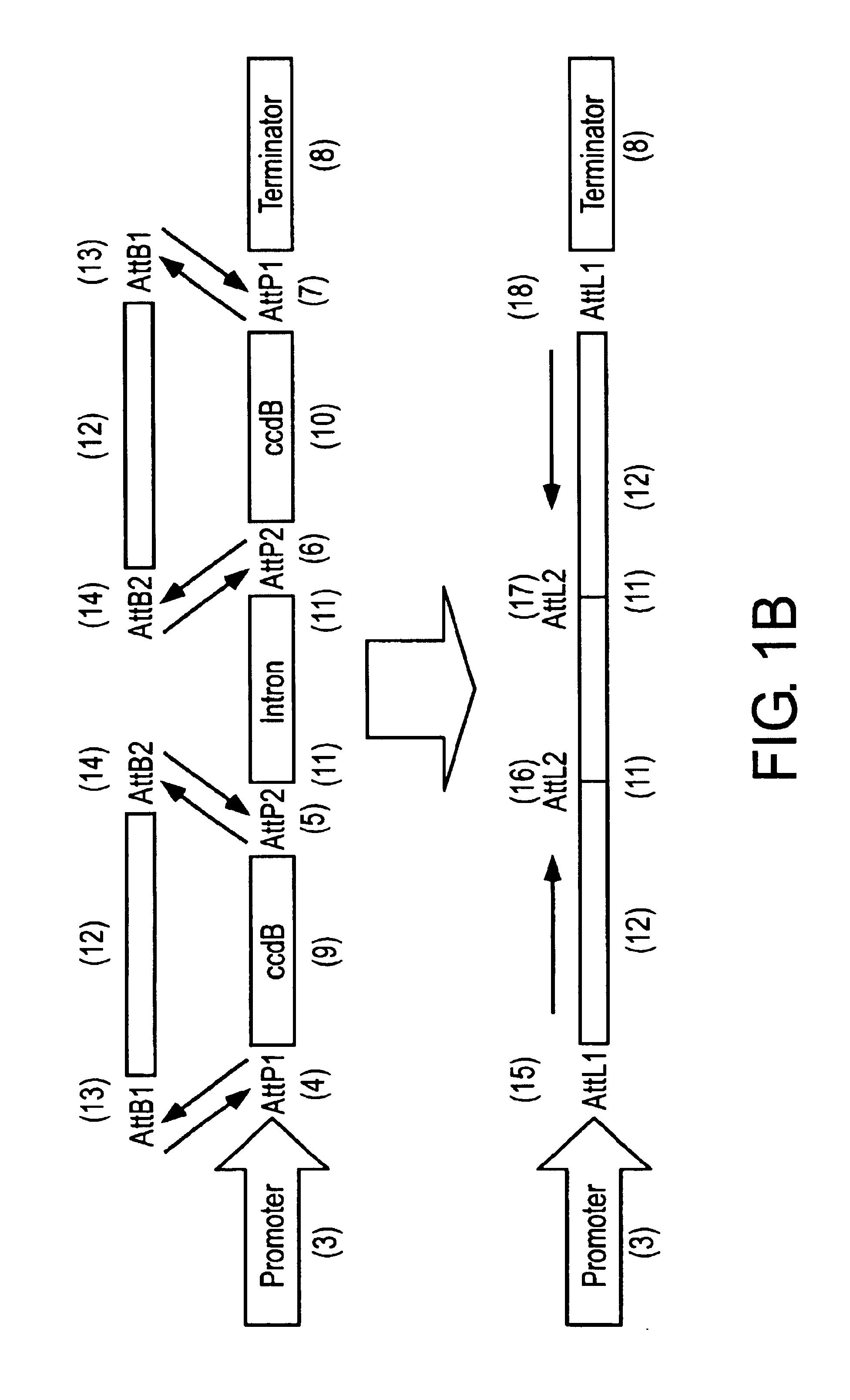 Methods and means for producing efficient silencing construct using recombinational cloning