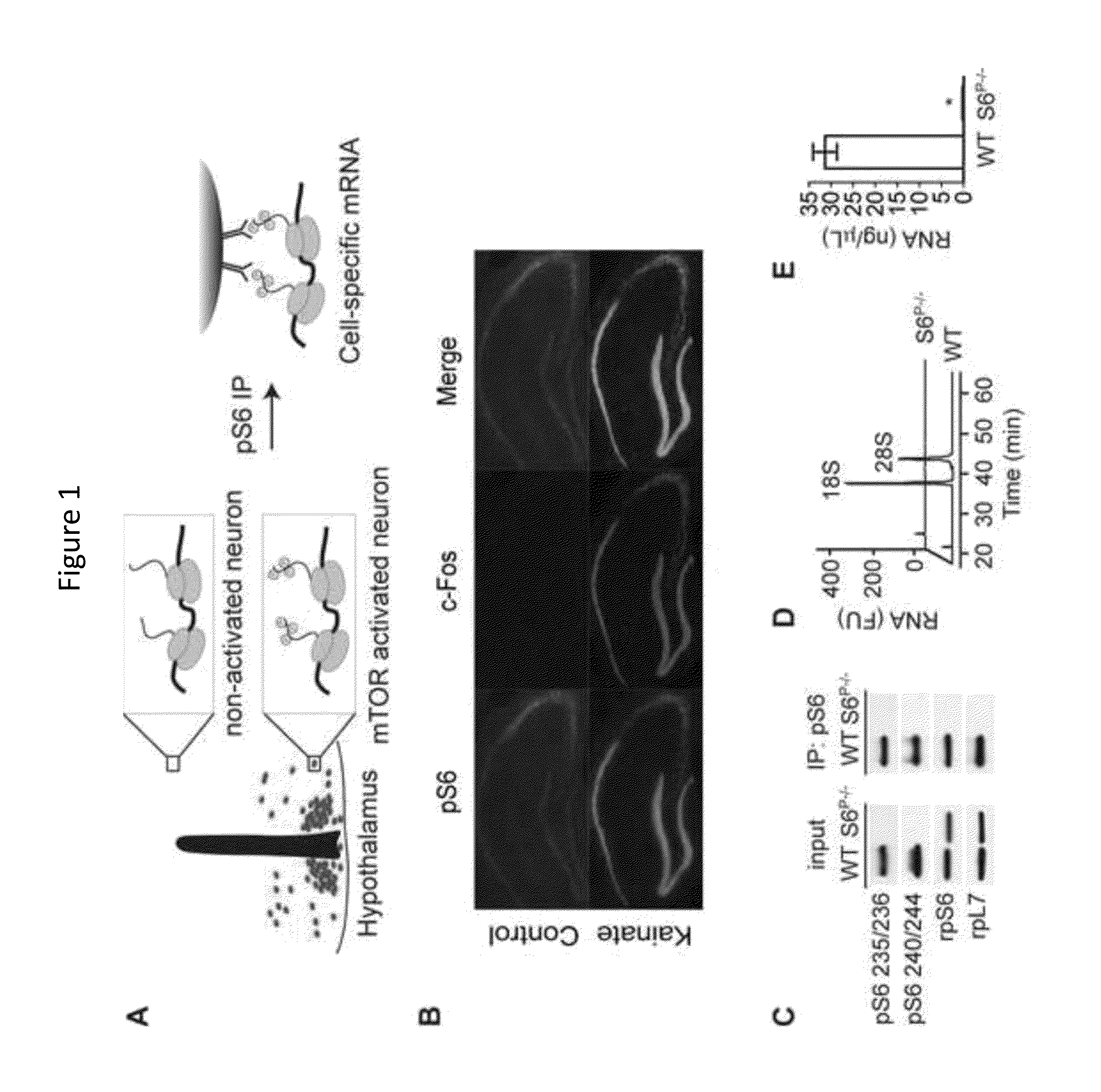 Methods and Compositions for Activity Dependent Transcriptome Profiling